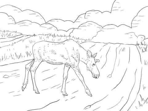 Moose Crossing a Road Free Coloring Page