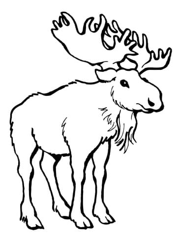 Moose Deer Free Coloring Page