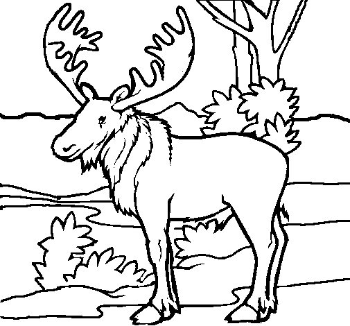Moose Free Picture For Children Coloring Page