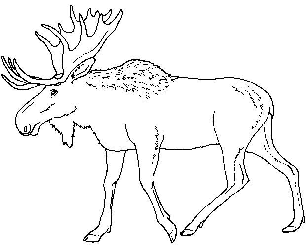 Moose Image Picture Coloring Page