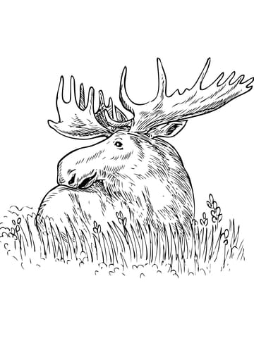 Moose Sitting in a Grass Free Coloring Page