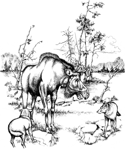 Moose and Wolves in Isle Royale National Park Free Coloring Page