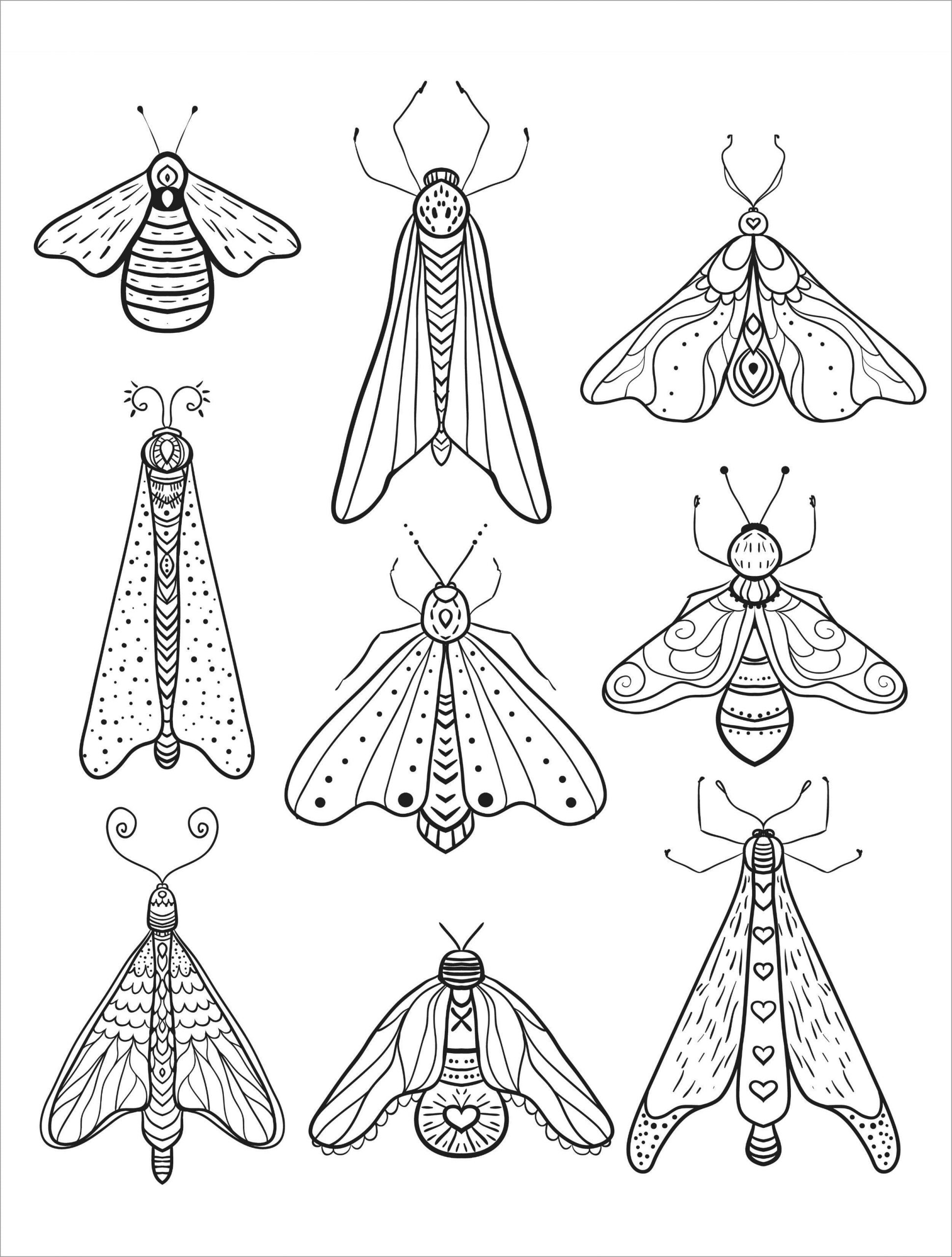 Moth Coloring Page Free