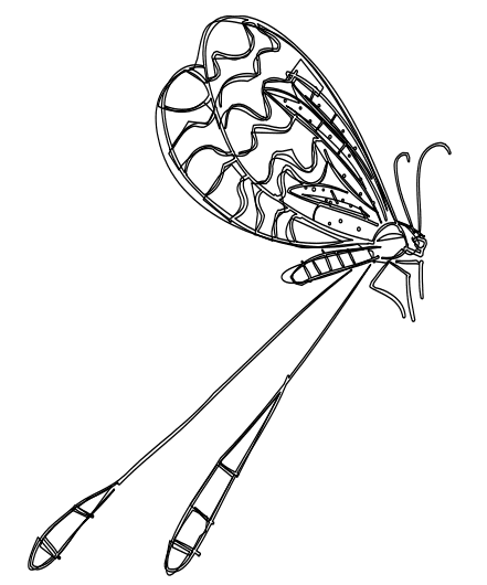 Moth Cute Coloring Page