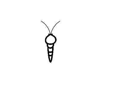 Moth-Drawing-1