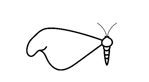 Moth-Drawing-2