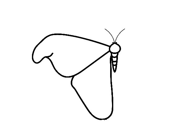 Moth-Drawing-3