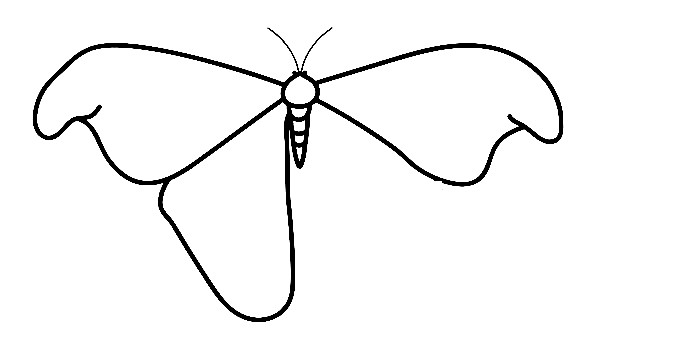 Moth-Drawing-4