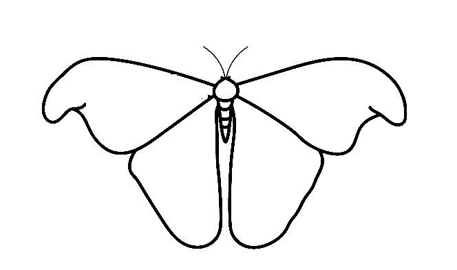 Moth-Drawing-5