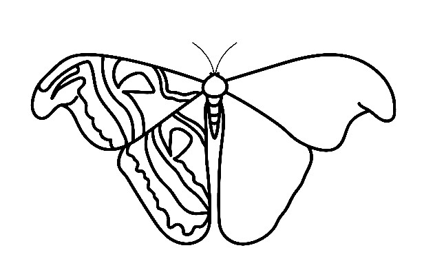 Moth-Drawing-6