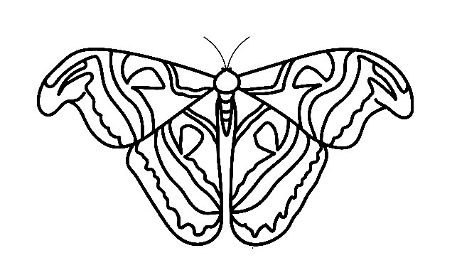 Moth-Drawing-7
