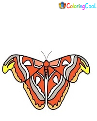 How To Draw A Moth – 8 Simple Steps To Create A Beautiful Moth Drawing Coloring Page