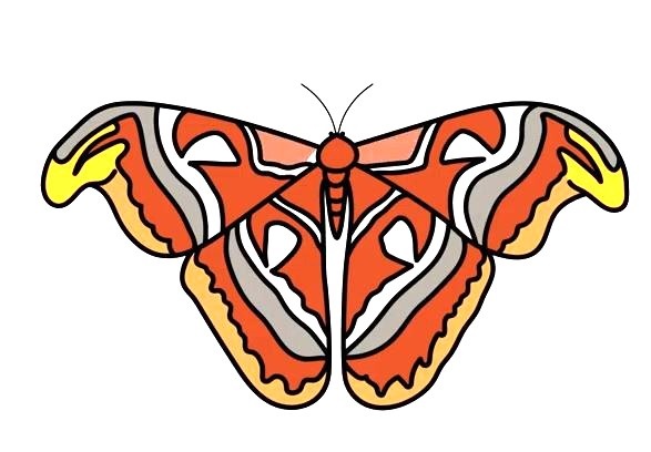 Moth-Drawing-8