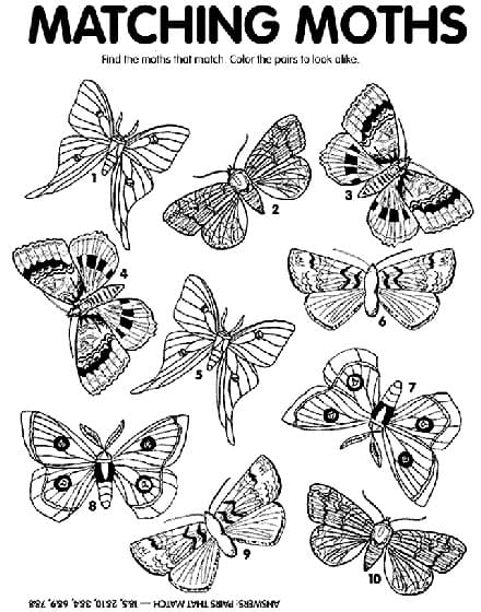 Moth Free Image Coloring Page