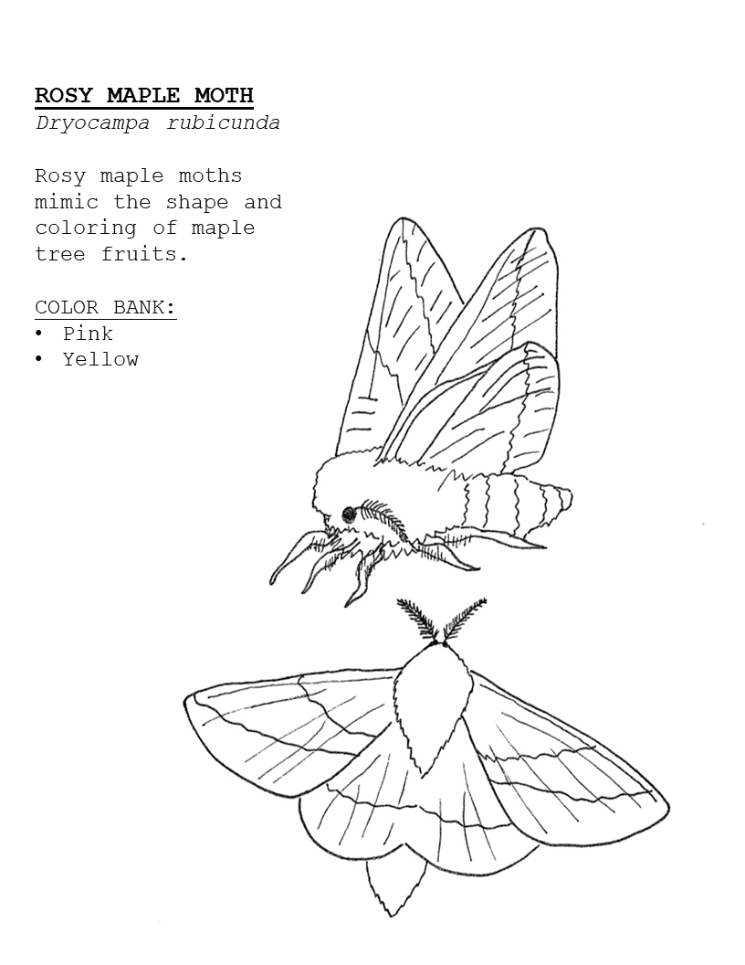 Moth Information Image Coloring Page