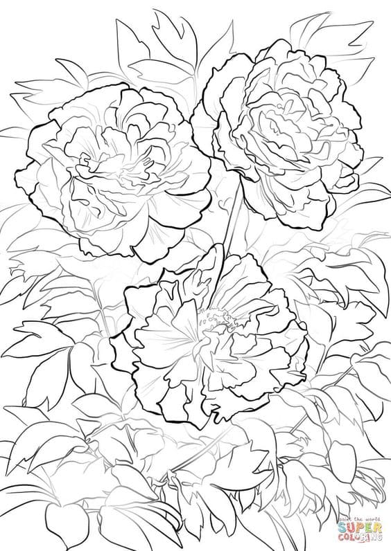 Moutan or Tree Peony Free Image Coloring Page