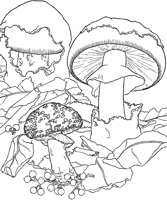 Mushrooms Coloring Page To Print And Color Printable