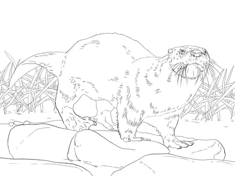 North American River Otter Printable Coloring Page