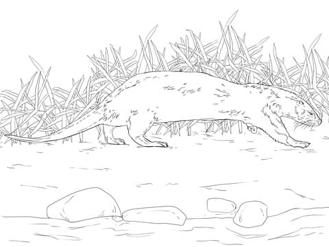 Northern River Otter Free Printable Coloring Page
