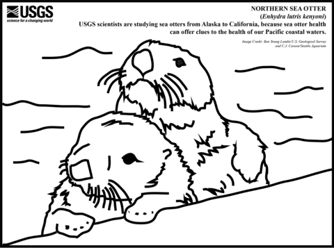 Northern Sea Otter Free Printable Coloring Page