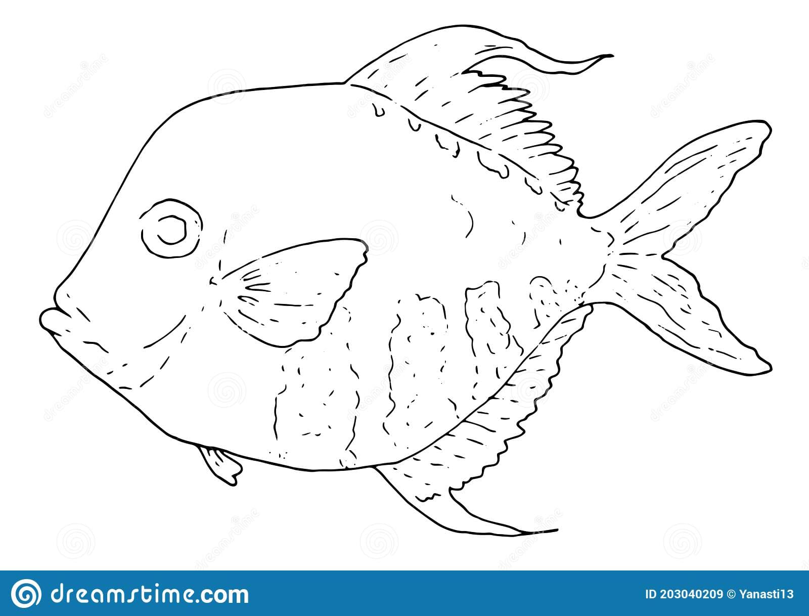 Ocean sunfish Free