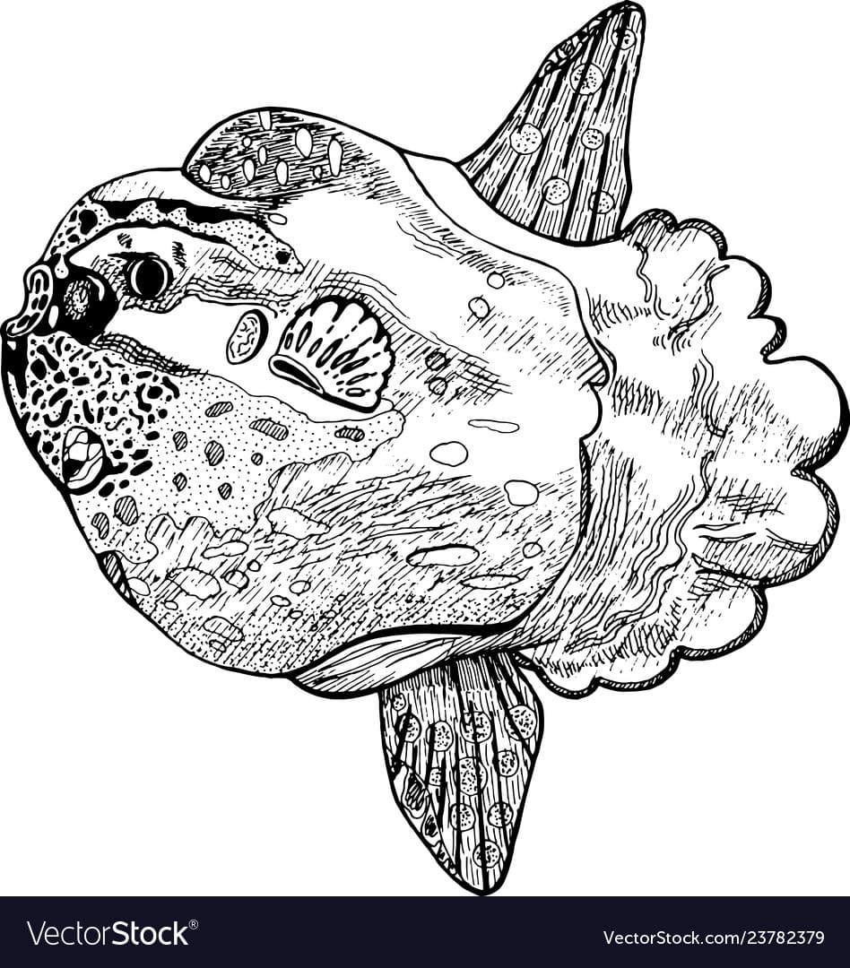 Ocean sunfish to Free