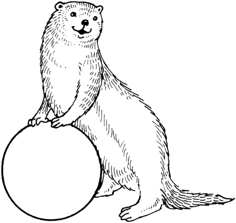 Otter And a Ball Free Coloring Page