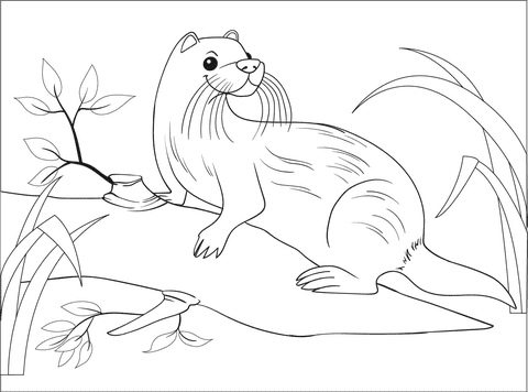 Otter Free Printable Image Coloring Page
