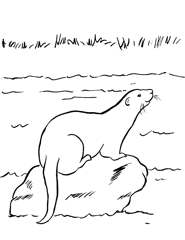 Otter On A Rock Free Printable Coloring Page