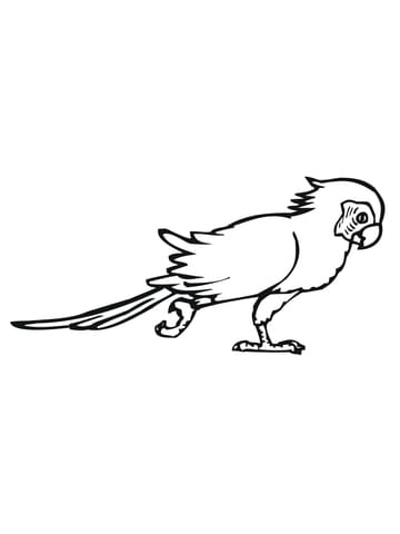 Pacing Parakeet Free Printable Coloring Page