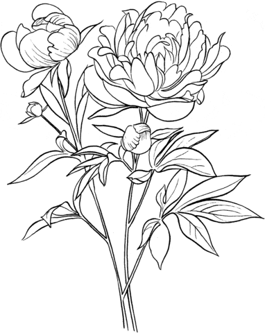 Paeonia Officinalis or European Common Peony Free Coloring Page