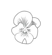Pansy Black and White Image Free Coloring Page