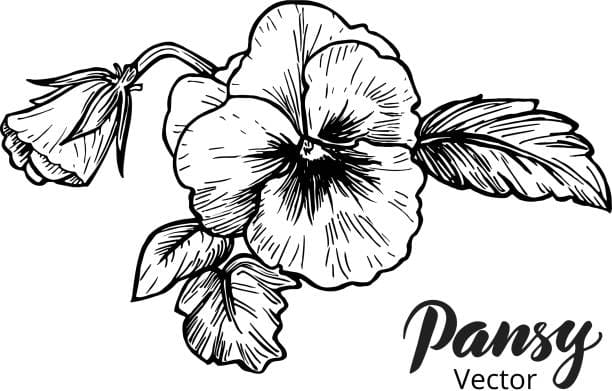 Pansy Clip Art Free Coloring Page
