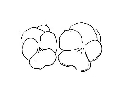 Pansy-Drawing-1