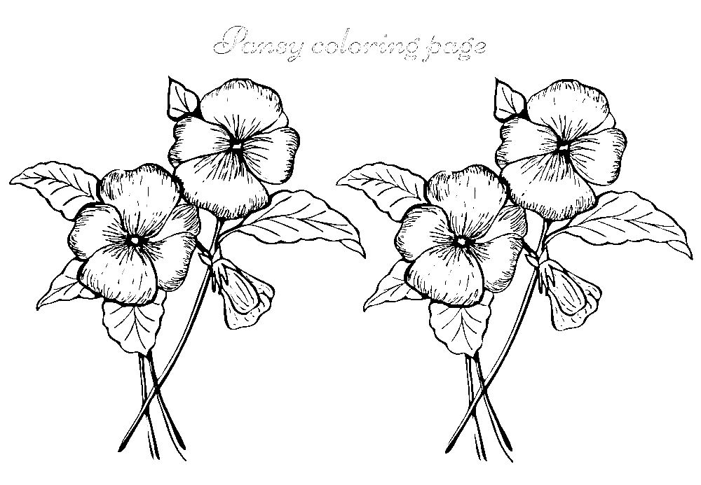 Pansy Flower Coloring Page Vector Image