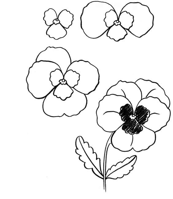 Pansy Flower Drawing Coloring Page