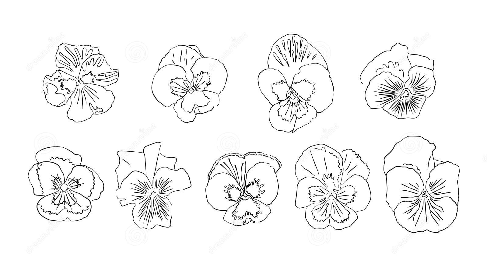 Pansy Flower Vector Free Coloring Page