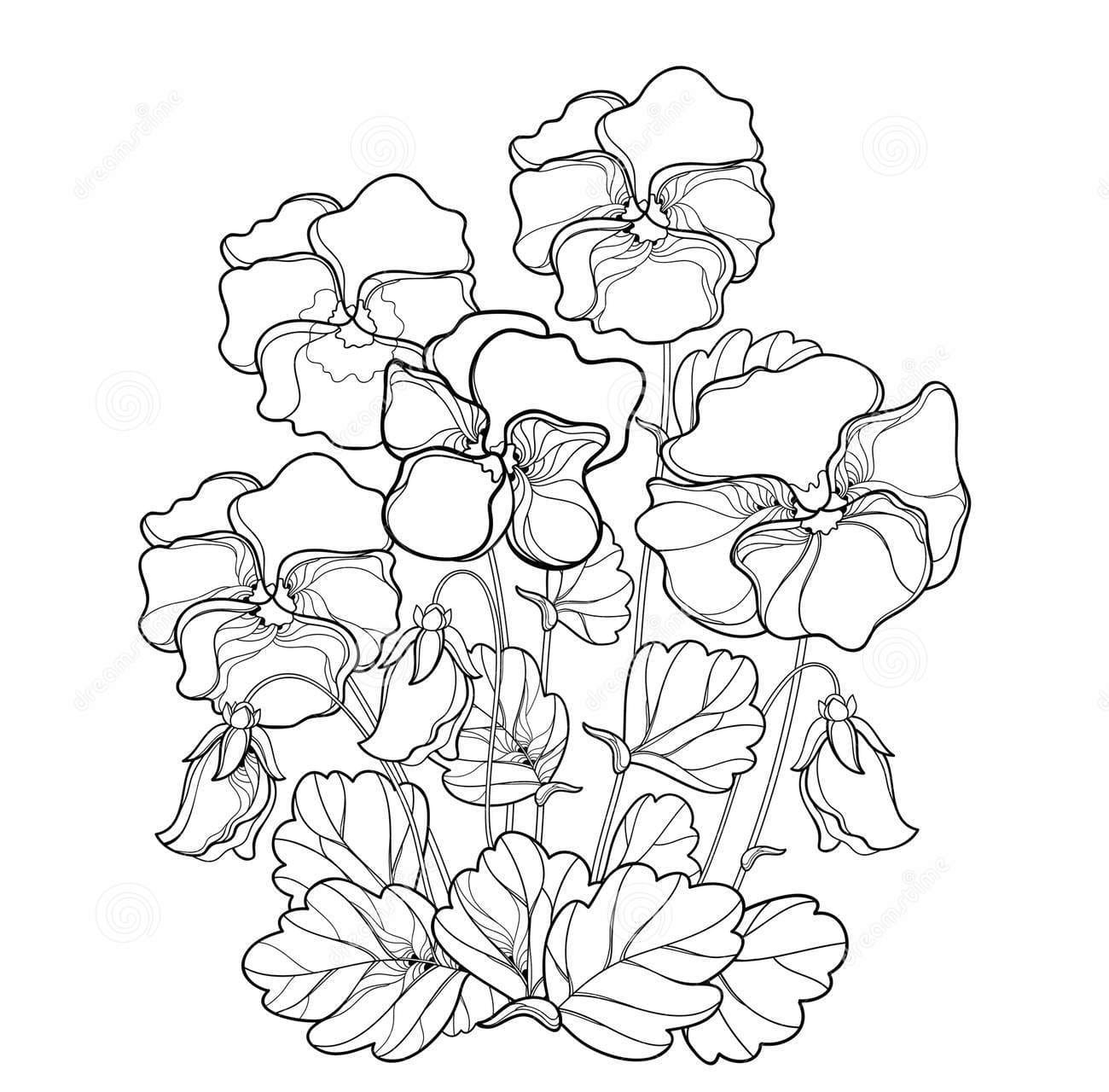 Pansy Printable Coloring Page