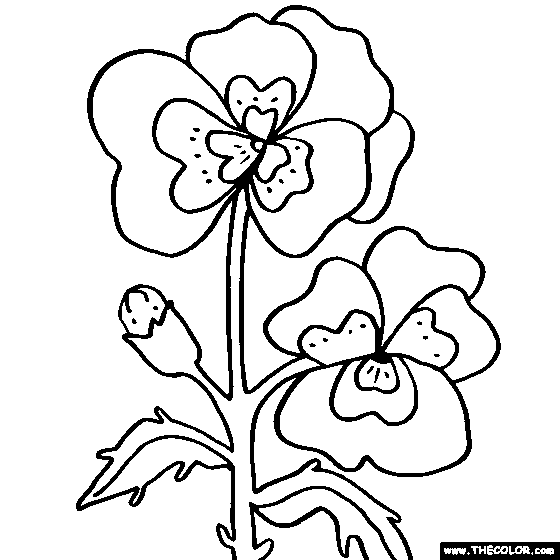 Pansy Sheets Coloring Page