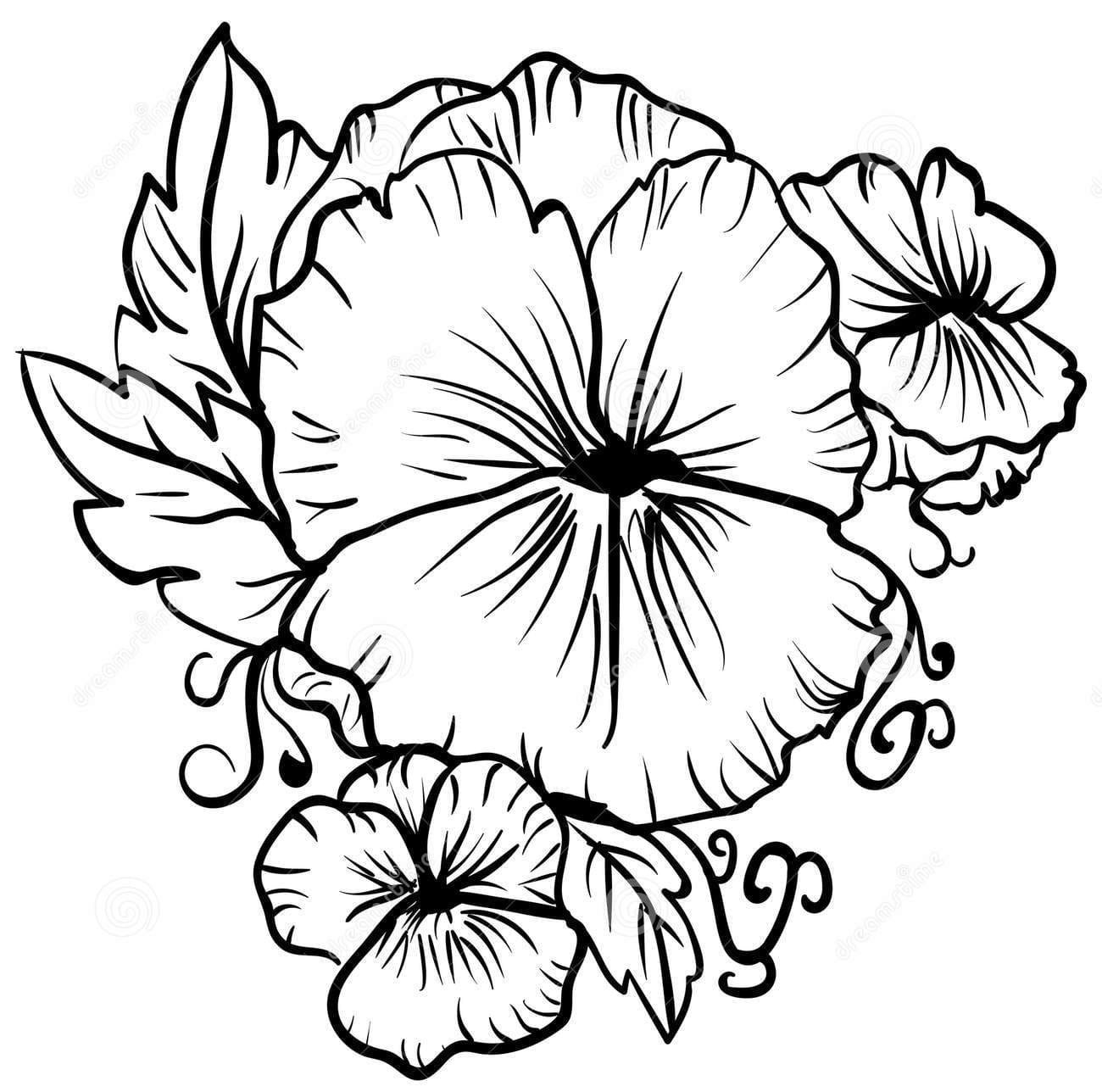 Pansy Sketch Black and White