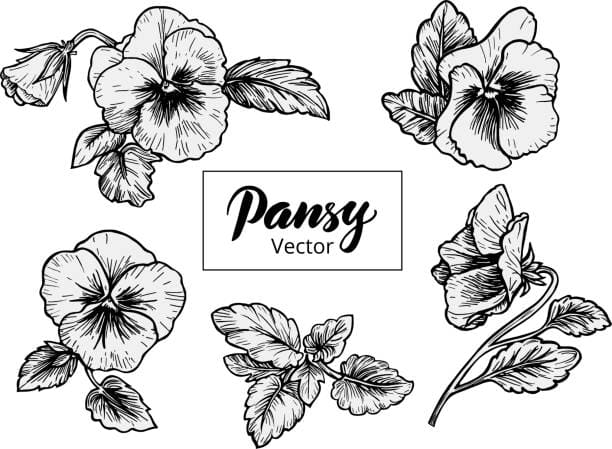 Pansy Vector Free Image Coloring Page