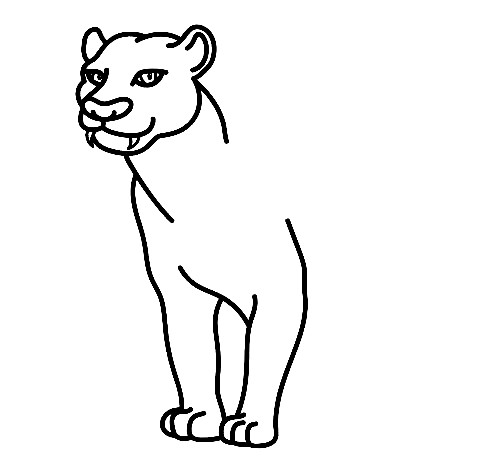Panther-Drawing-3