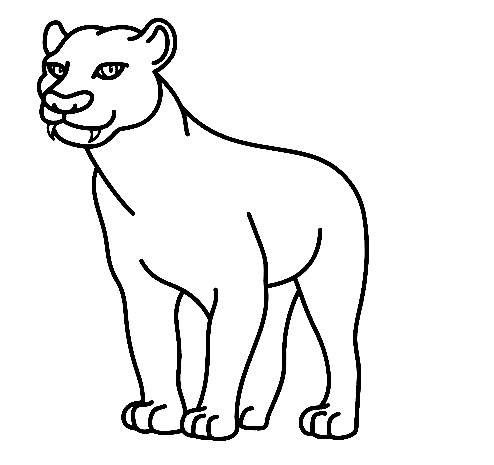 Panther-Drawing-5