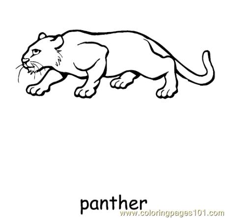 Panther Free Picture