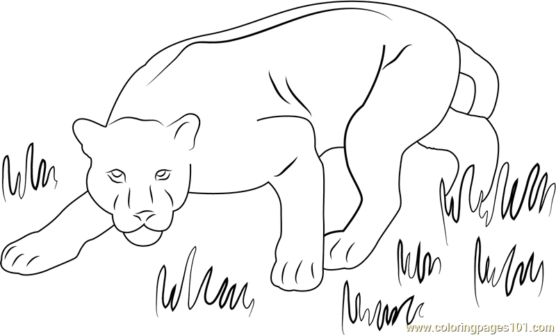 Panther Free Printable Coloring Page