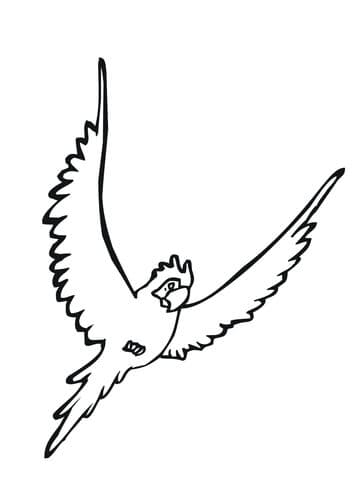 Parakeet Bird Free Printable Coloring Page