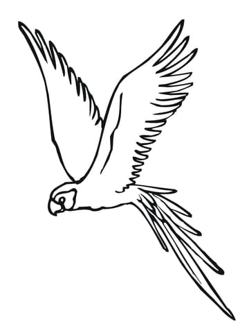 Parakeet Fly Free Printable Coloring Page