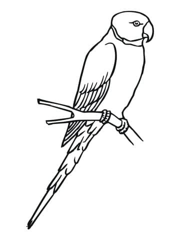 Parakeet Free Printable Coloring Page