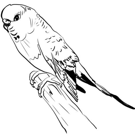 Parakeet Parrot Free Printable Coloring Page