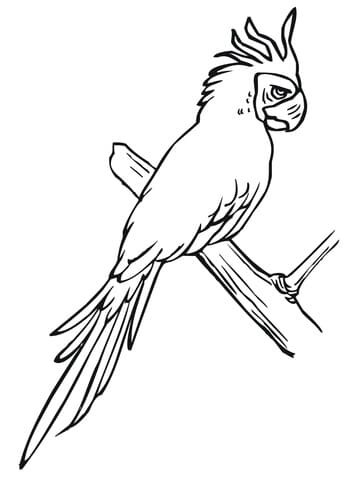 Parakeet Perched on a Tree Free Printable Coloring Page